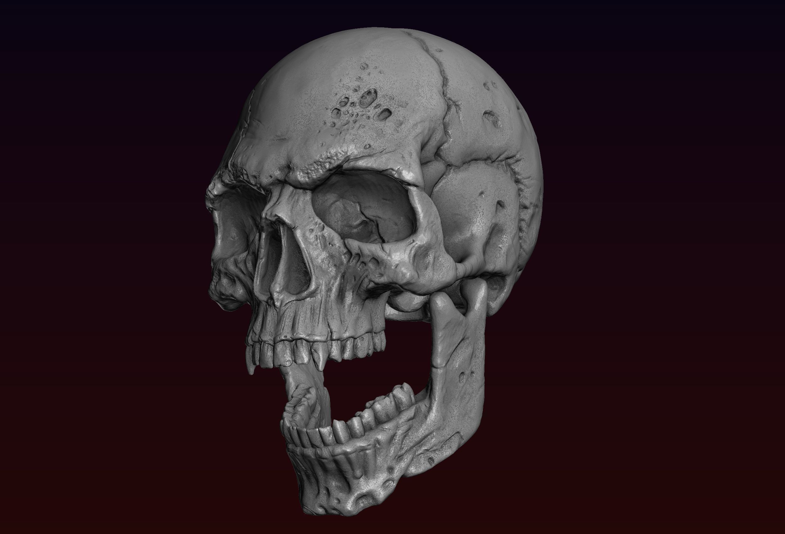 Skull detailed 3D print model_30