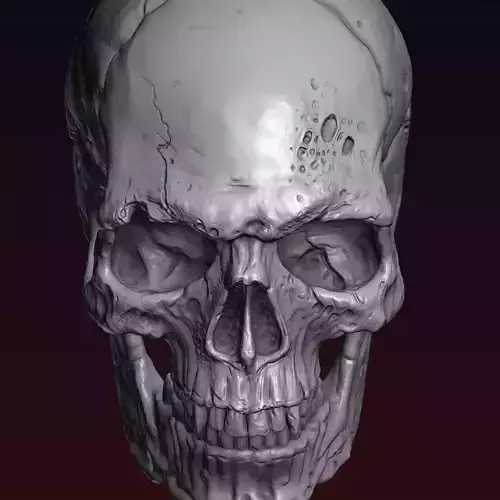 Skull detailed 3D print model