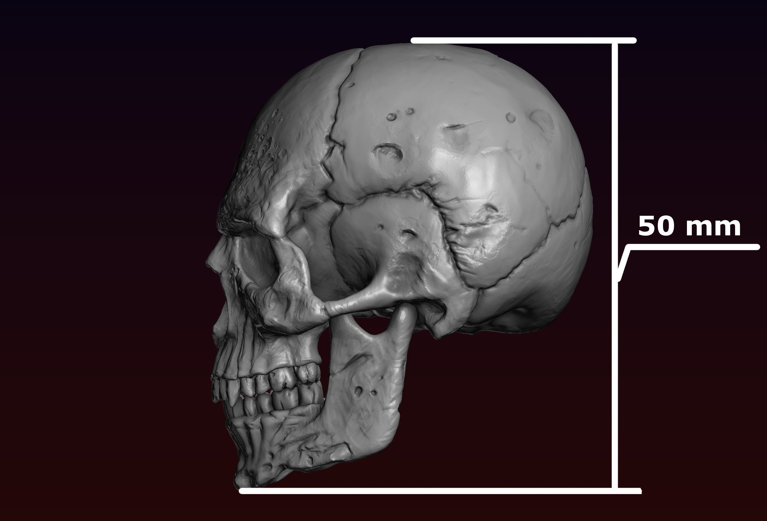 Skull detailed 3D print model_32