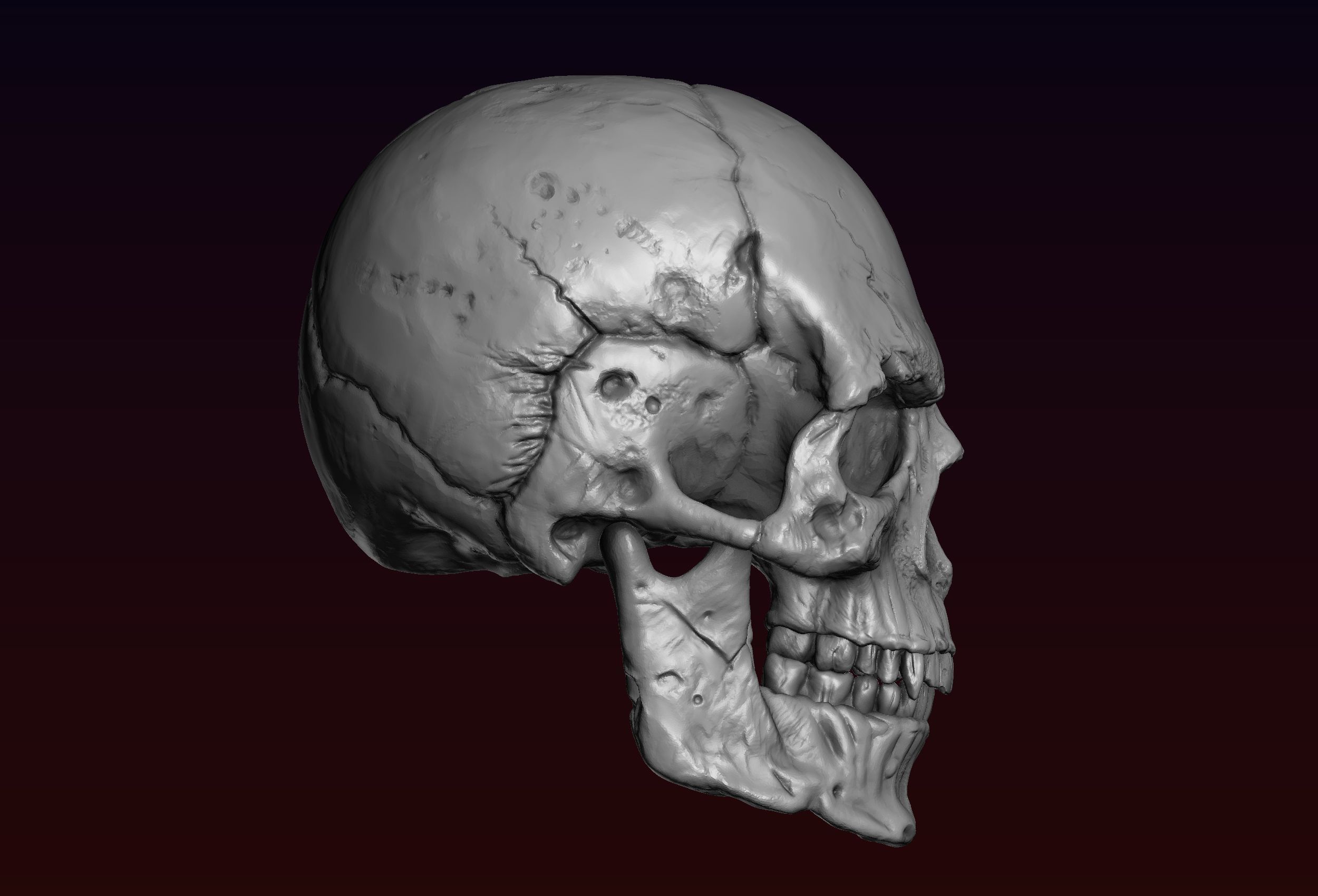 Skull detailed 3D print model_5