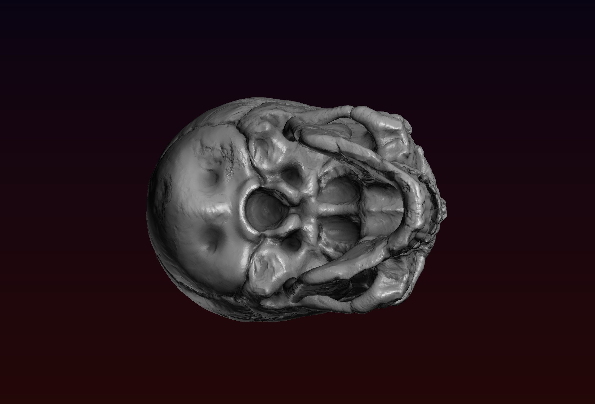 Skull detailed 3D print model_7