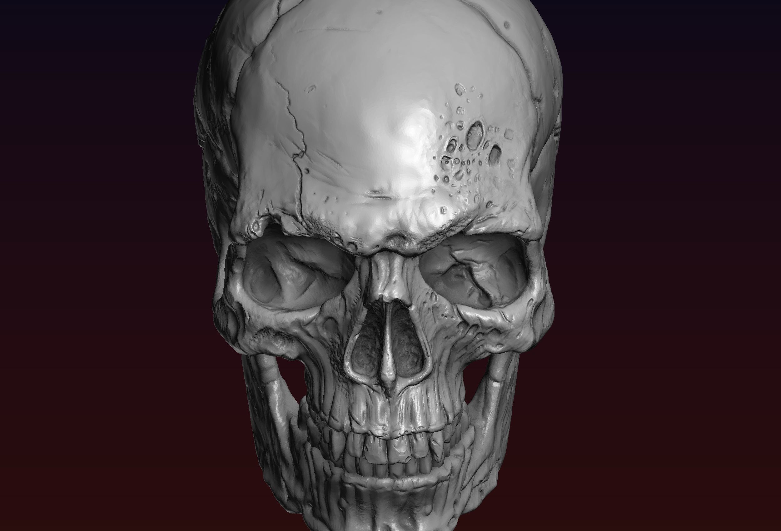 Skull detailed 3D print model_1