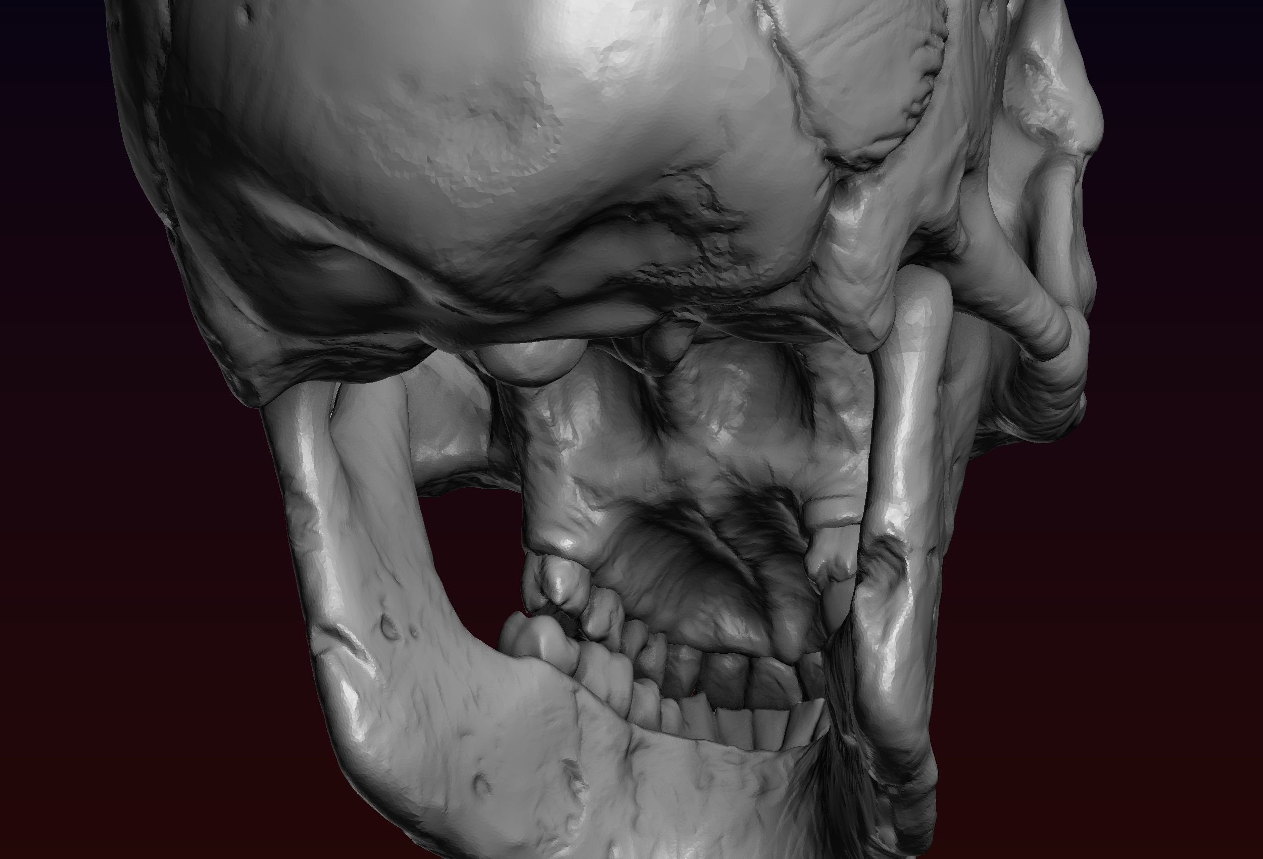 Skull detailed 3D print model_16