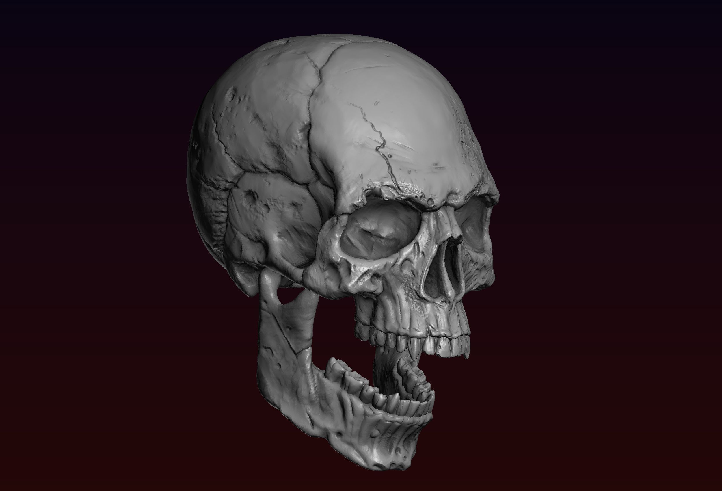 Skull detailed 3D print model_29