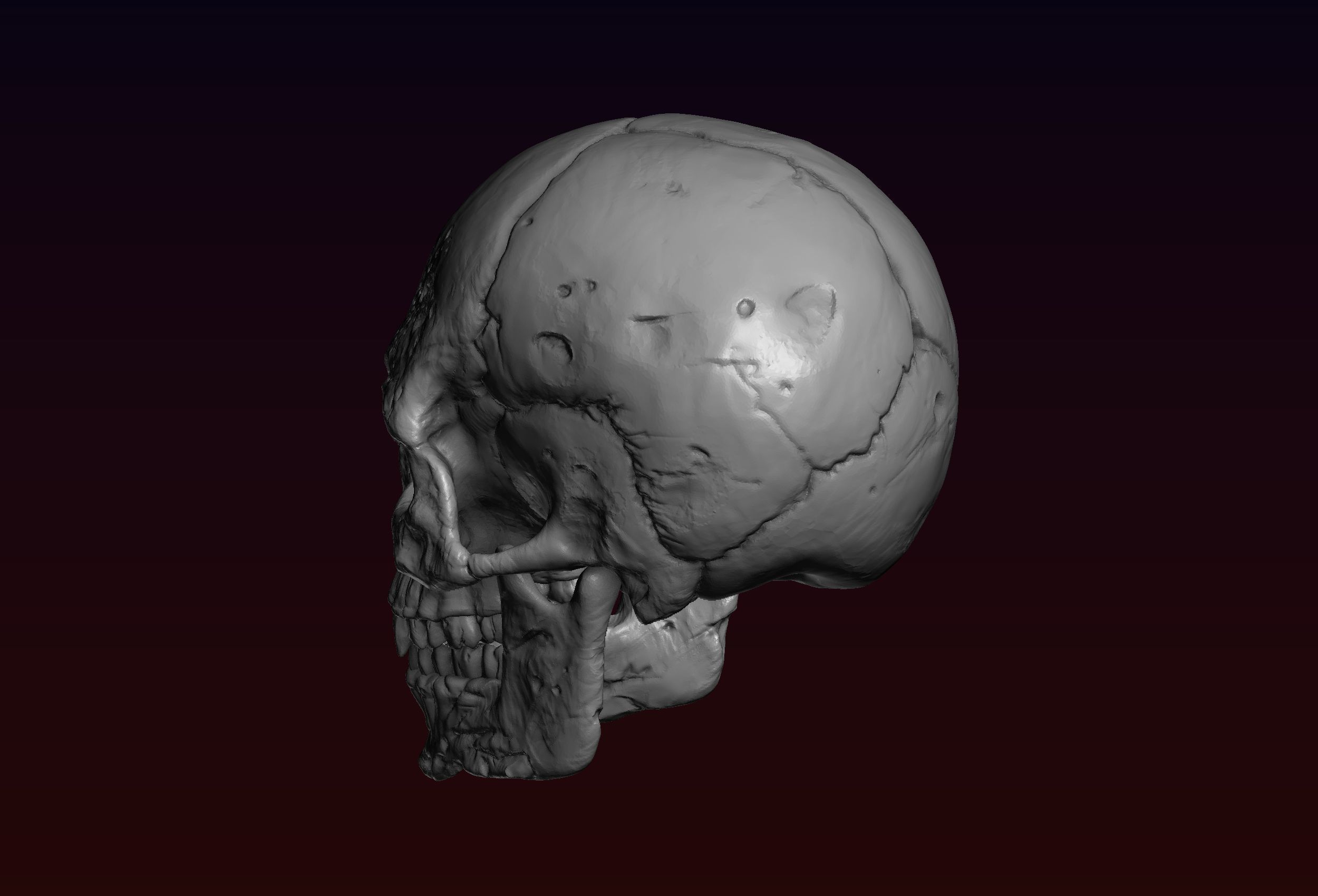 Skull detailed 3D print model_11