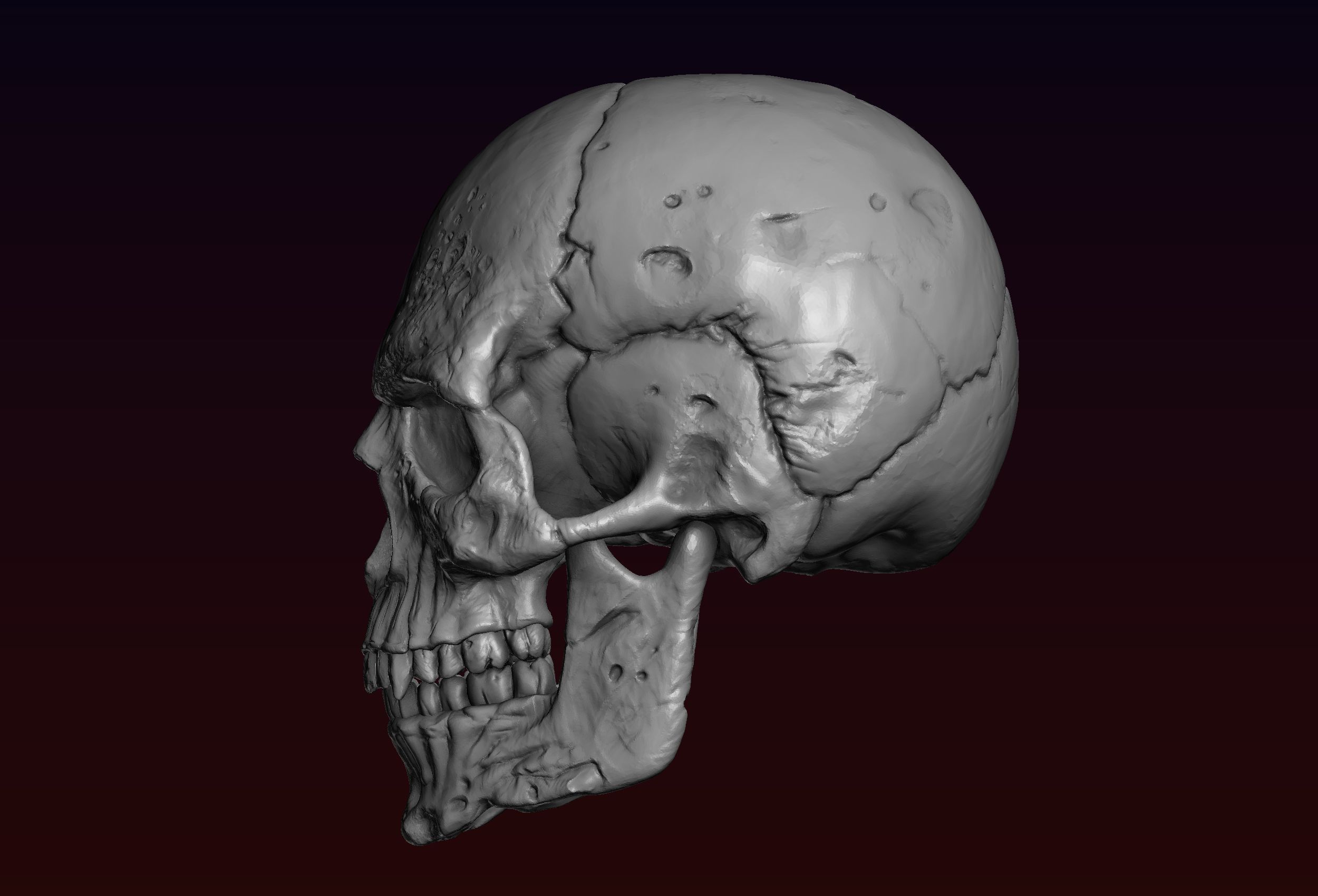 Skull detailed 3D print model_3