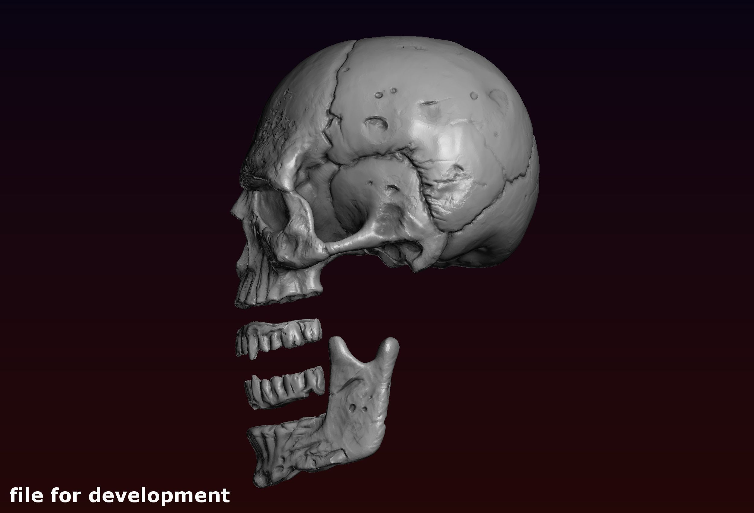 Skull detailed 3D print model_28