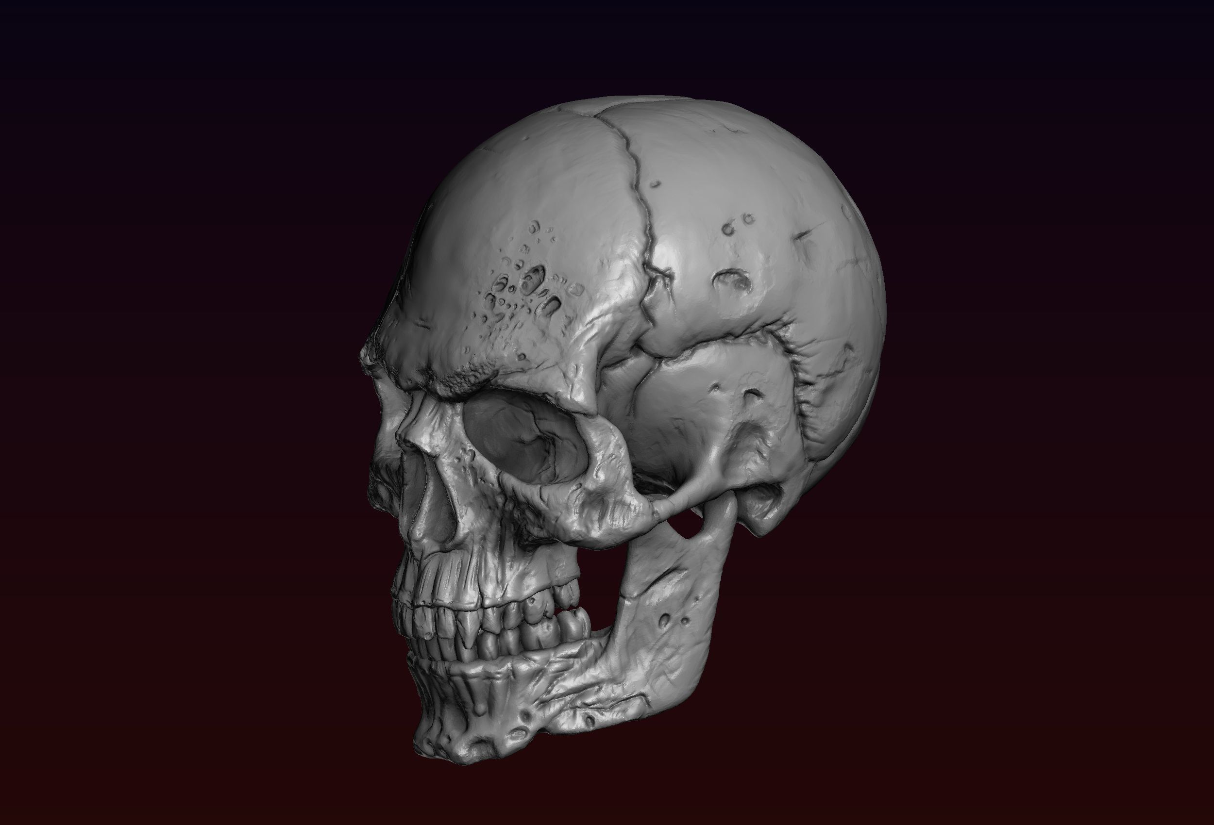 Skull detailed 3D print model_9