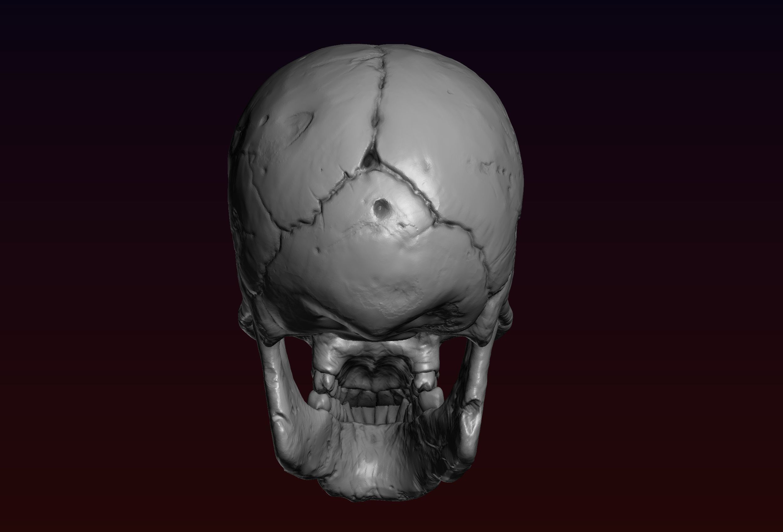 Skull detailed 3D print model_4