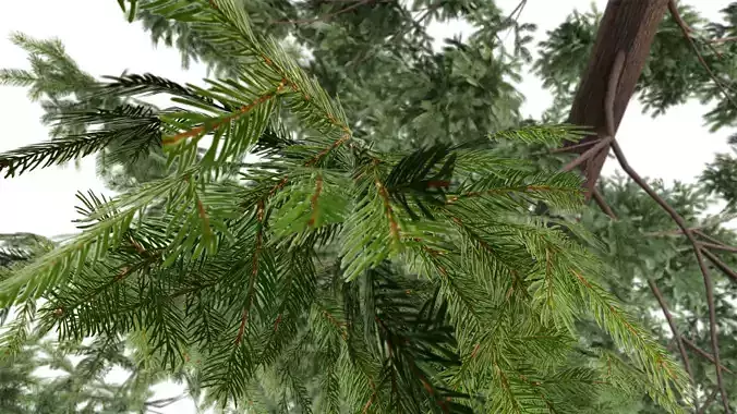 Spruce tree for the Games