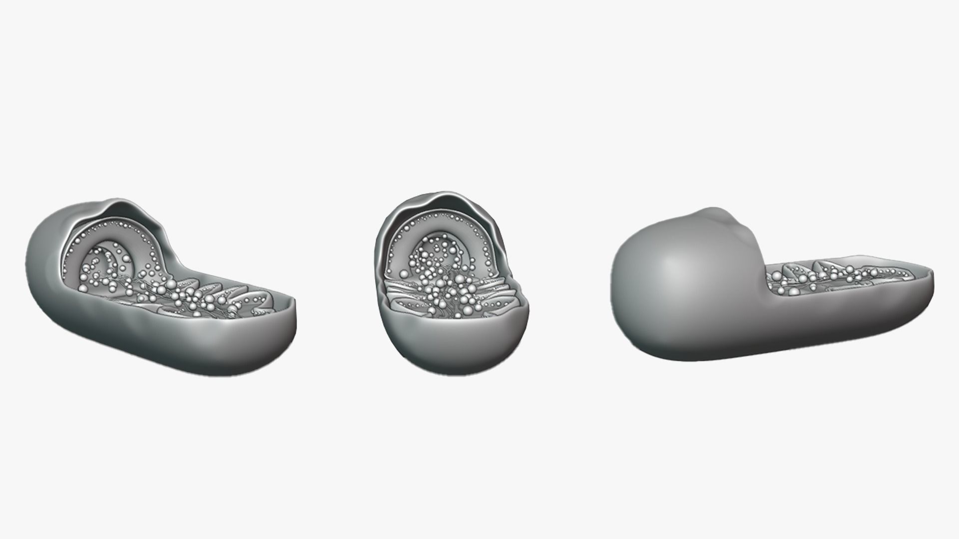 Mitochondria Cross Section Anatomy 3D model_2