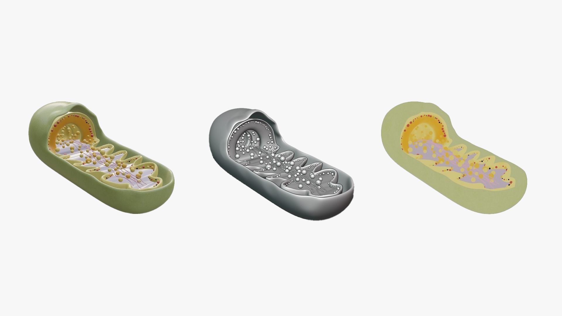 Mitochondria Cross Section Anatomy 3D model_3
