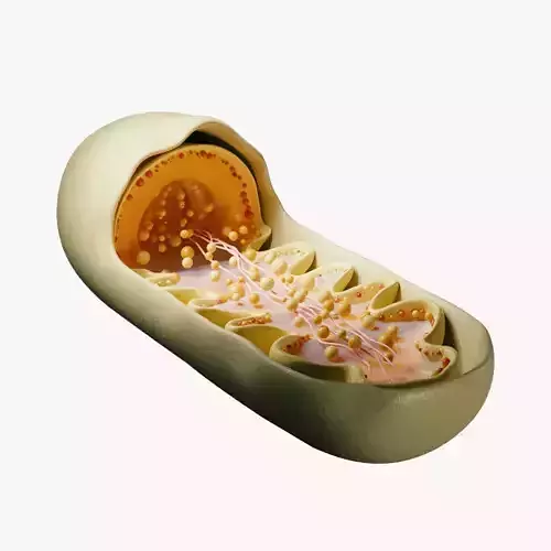 Mitochondria Cross Section Anatomy 3D model