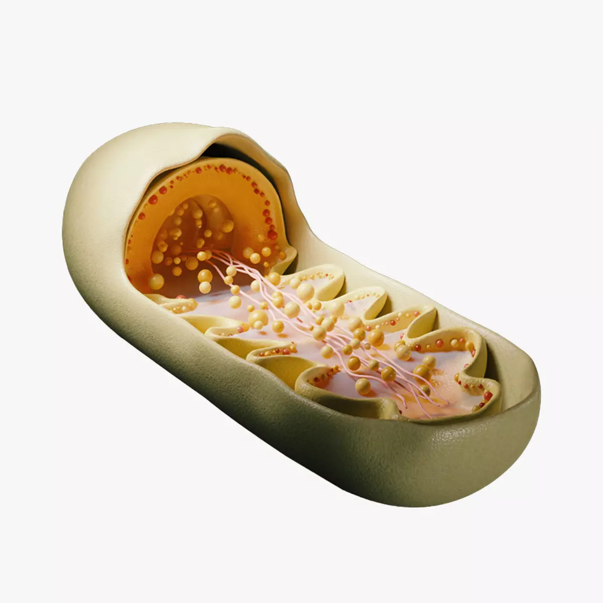 Mitochondria Cross Section Anatomy 3D model_0