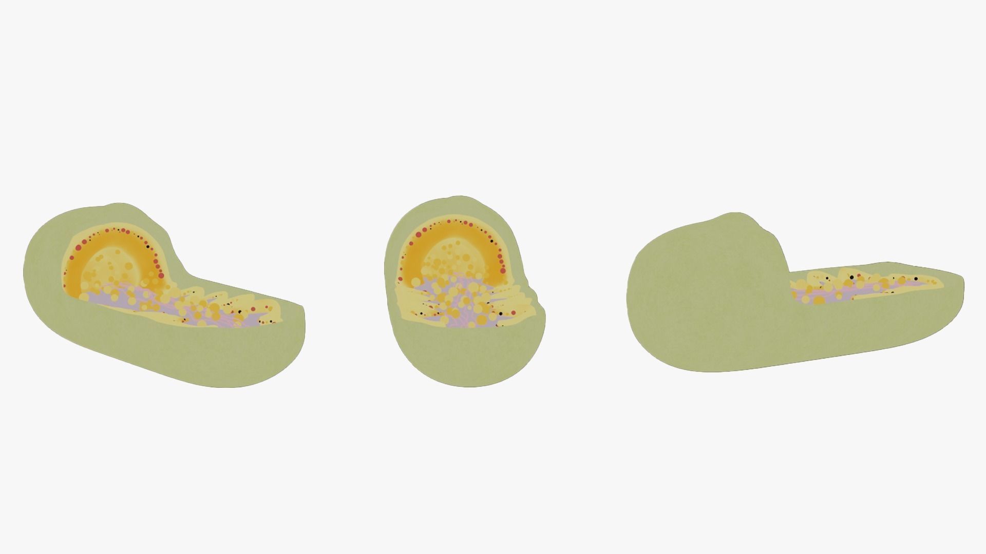 Mitochondria Cross Section Anatomy 3D model_5