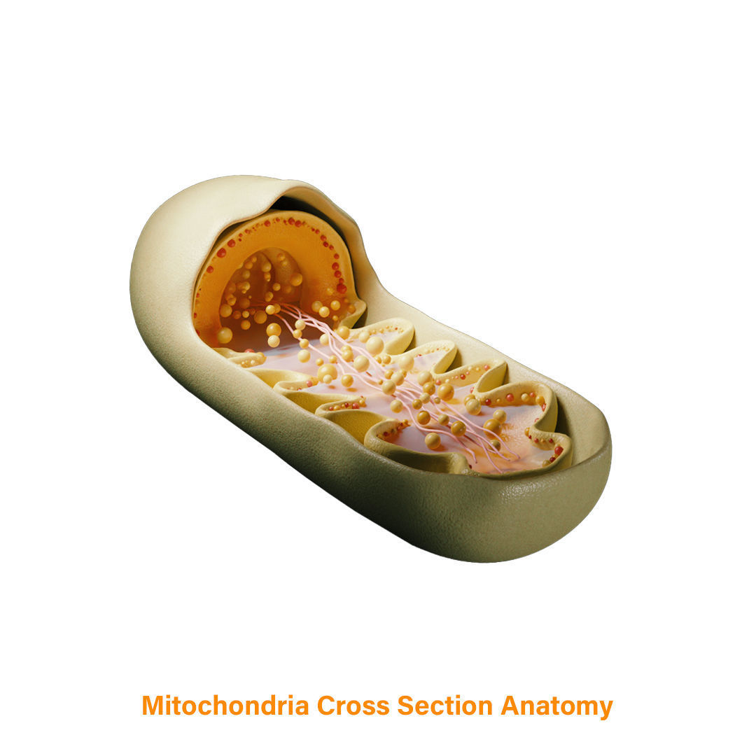 Mitochondria Cross Section Anatomy 3D model_9