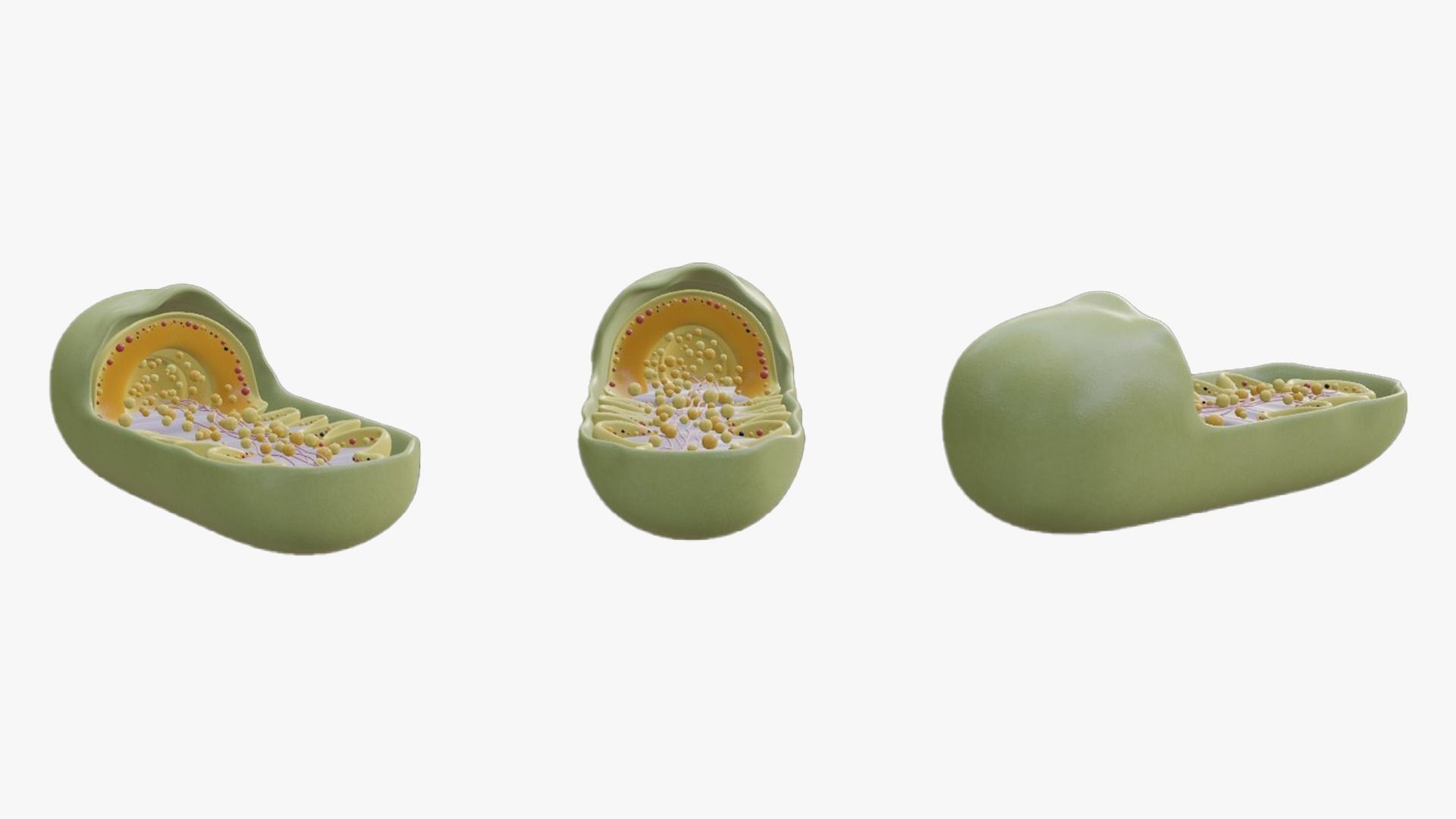 Mitochondria Cross Section Anatomy 3D model_4