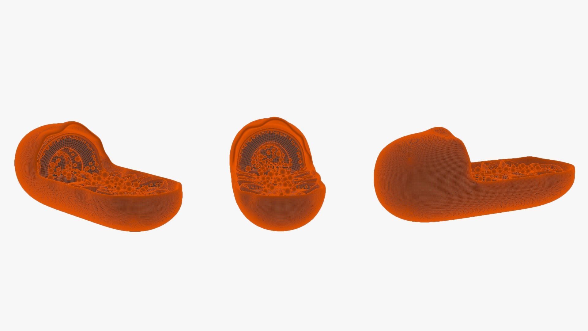 Mitochondria Cross Section Anatomy 3D model_7