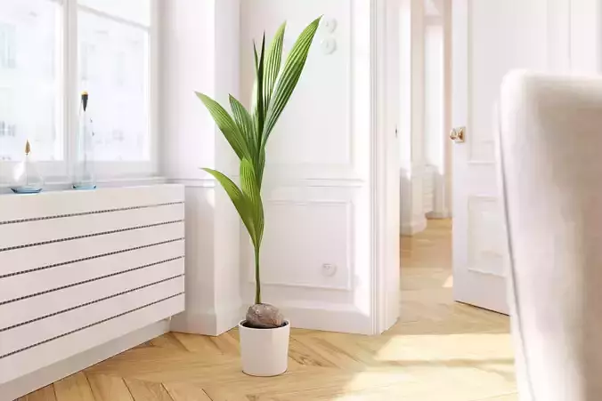 Coconut palm in pot 3D model