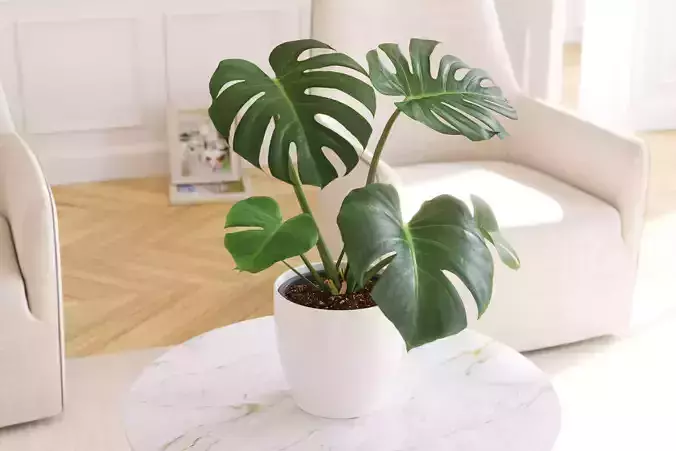 Exotic monstera plant in white pot