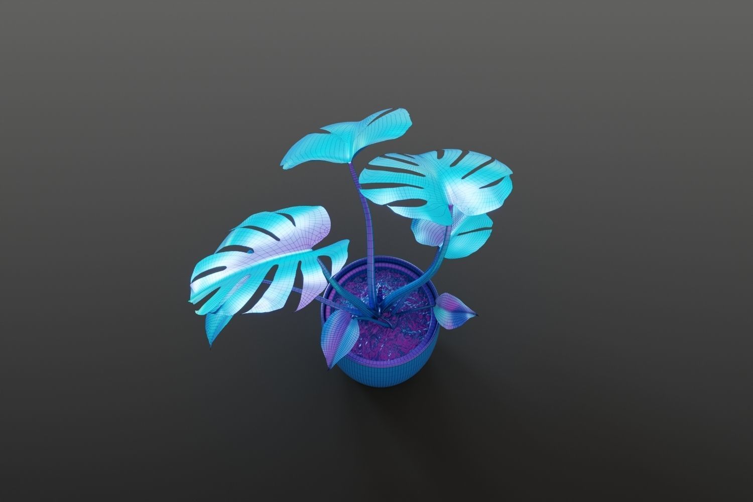 Exotic monstera plant in white pot 3D model_14
