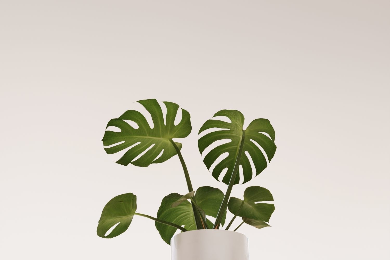 Exotic monstera plant in white pot 3D model_8