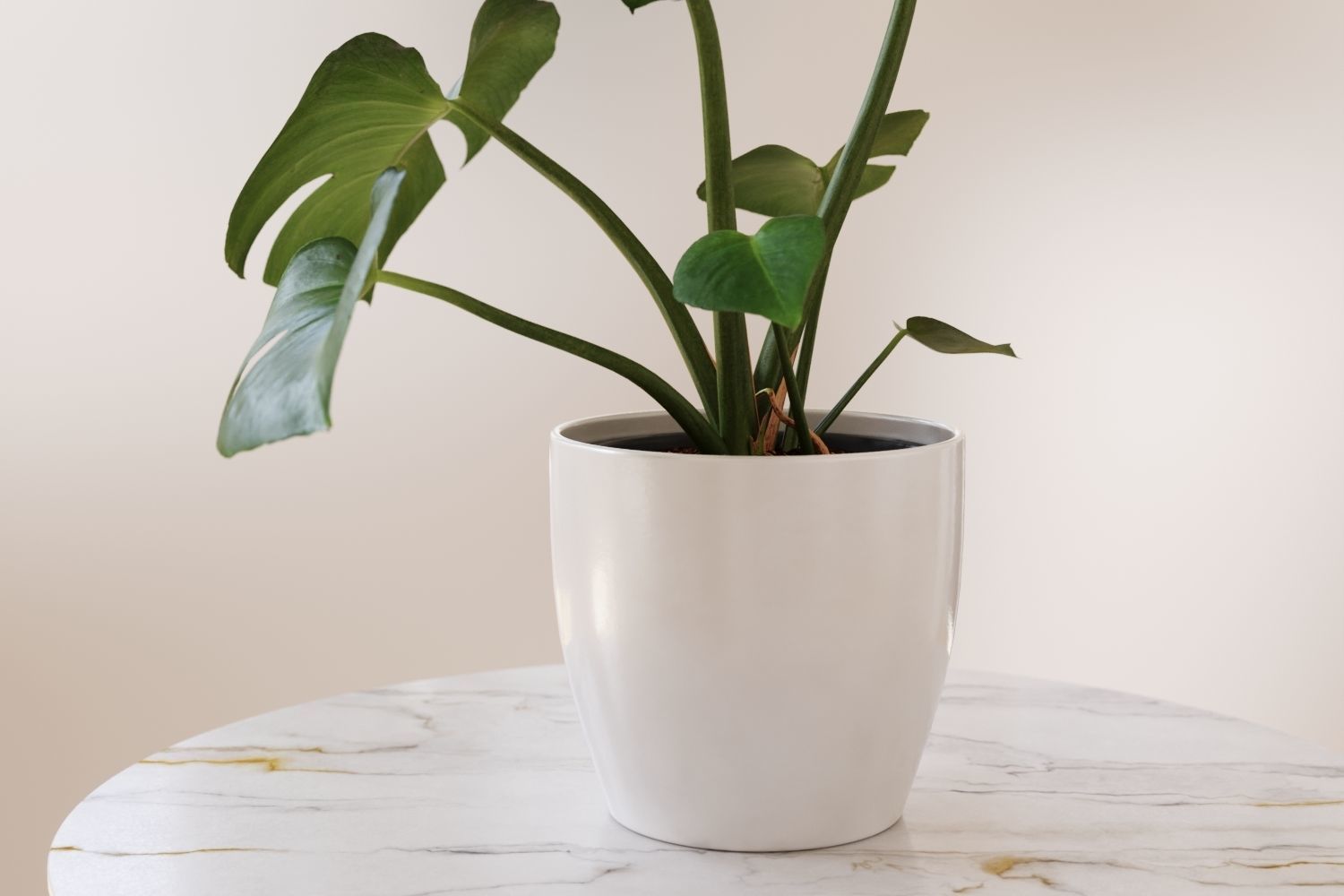 Exotic monstera plant in white pot 3D model_3
