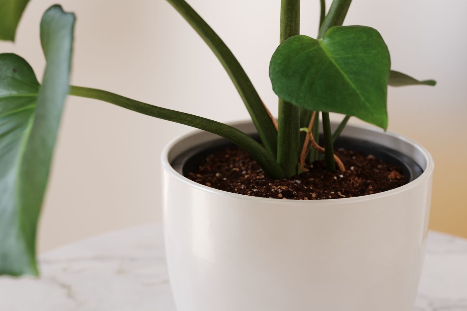 Exotic monstera plant in white pot 3D model_6