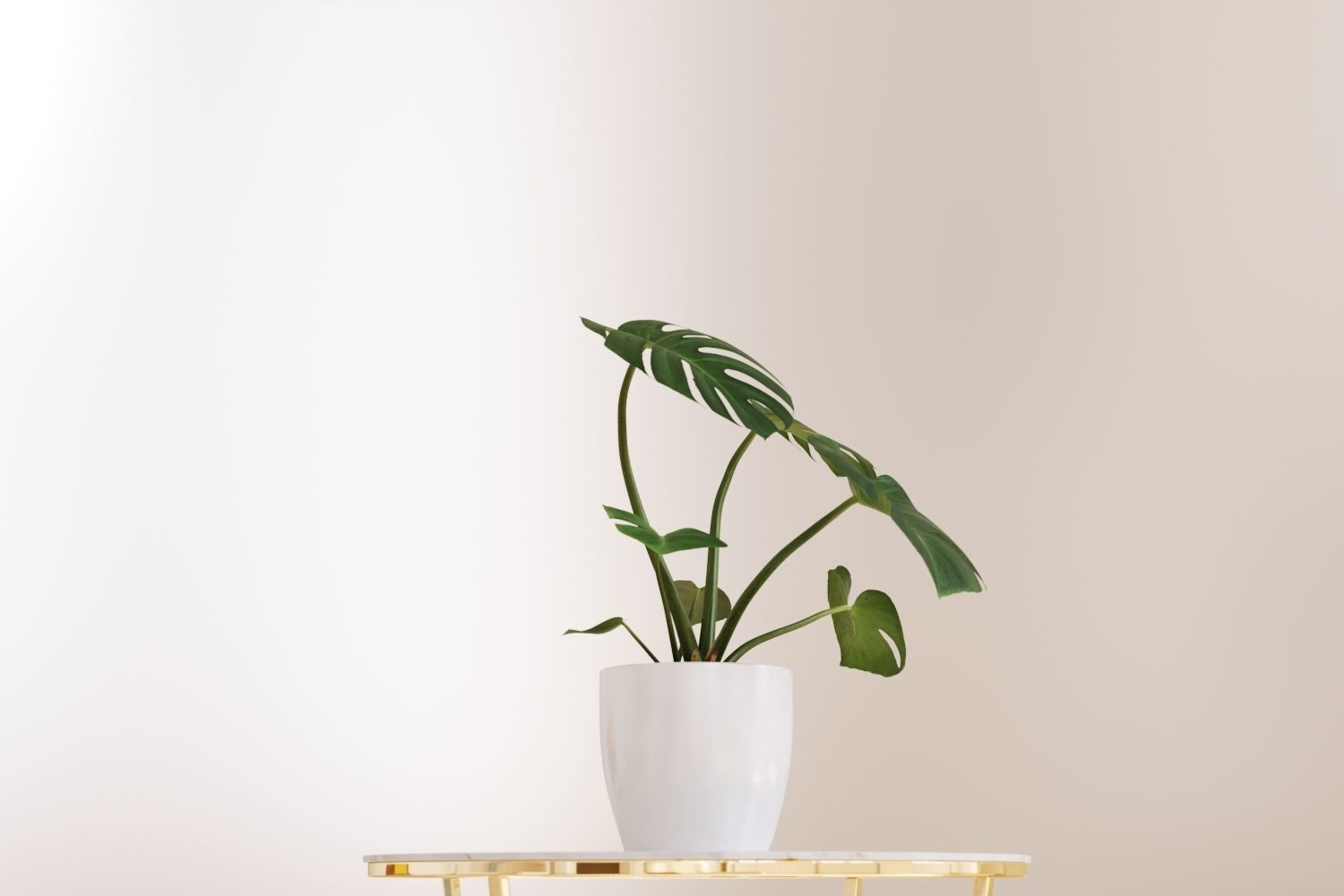 Exotic monstera plant in white pot 3D model_2