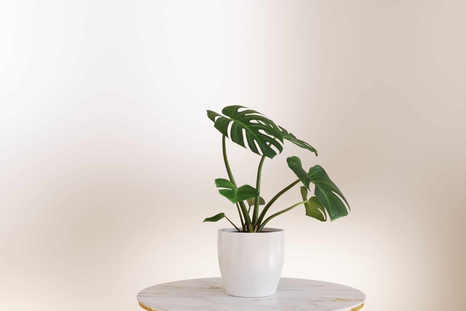 Exotic monstera plant in white pot 3D model_10
