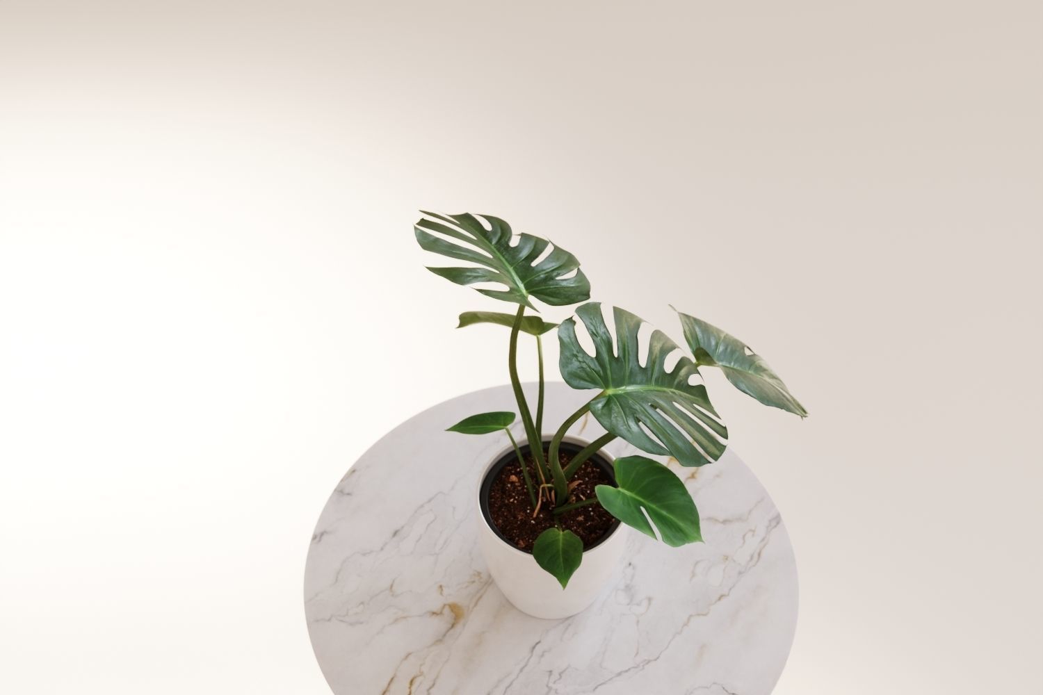 Exotic monstera plant in white pot 3D model_5