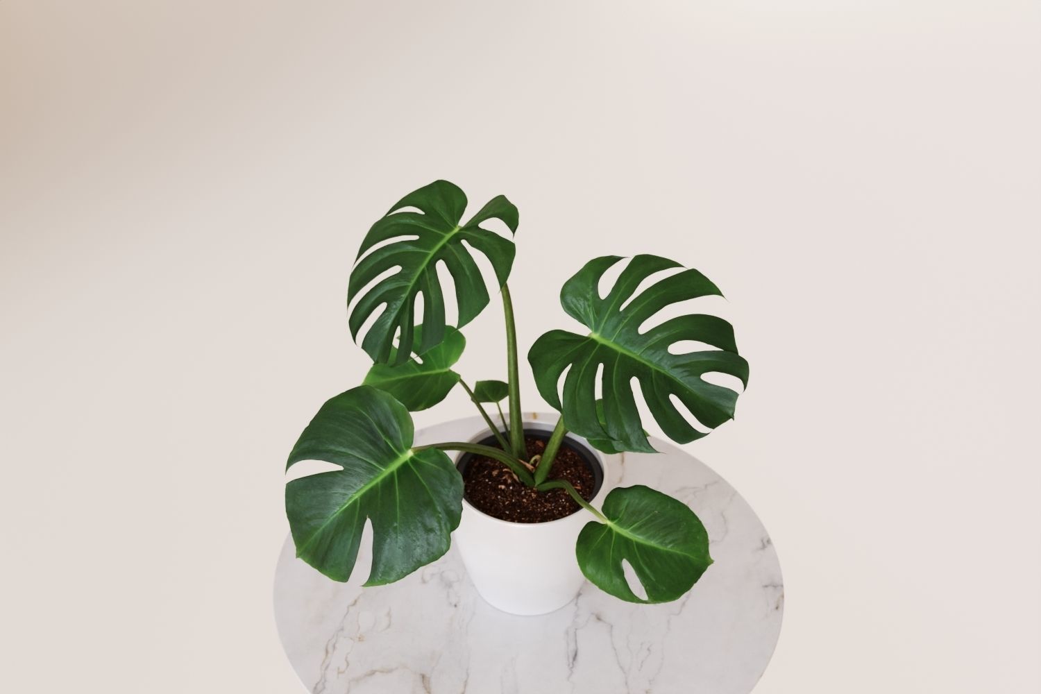 Exotic monstera plant in white pot 3D model_4