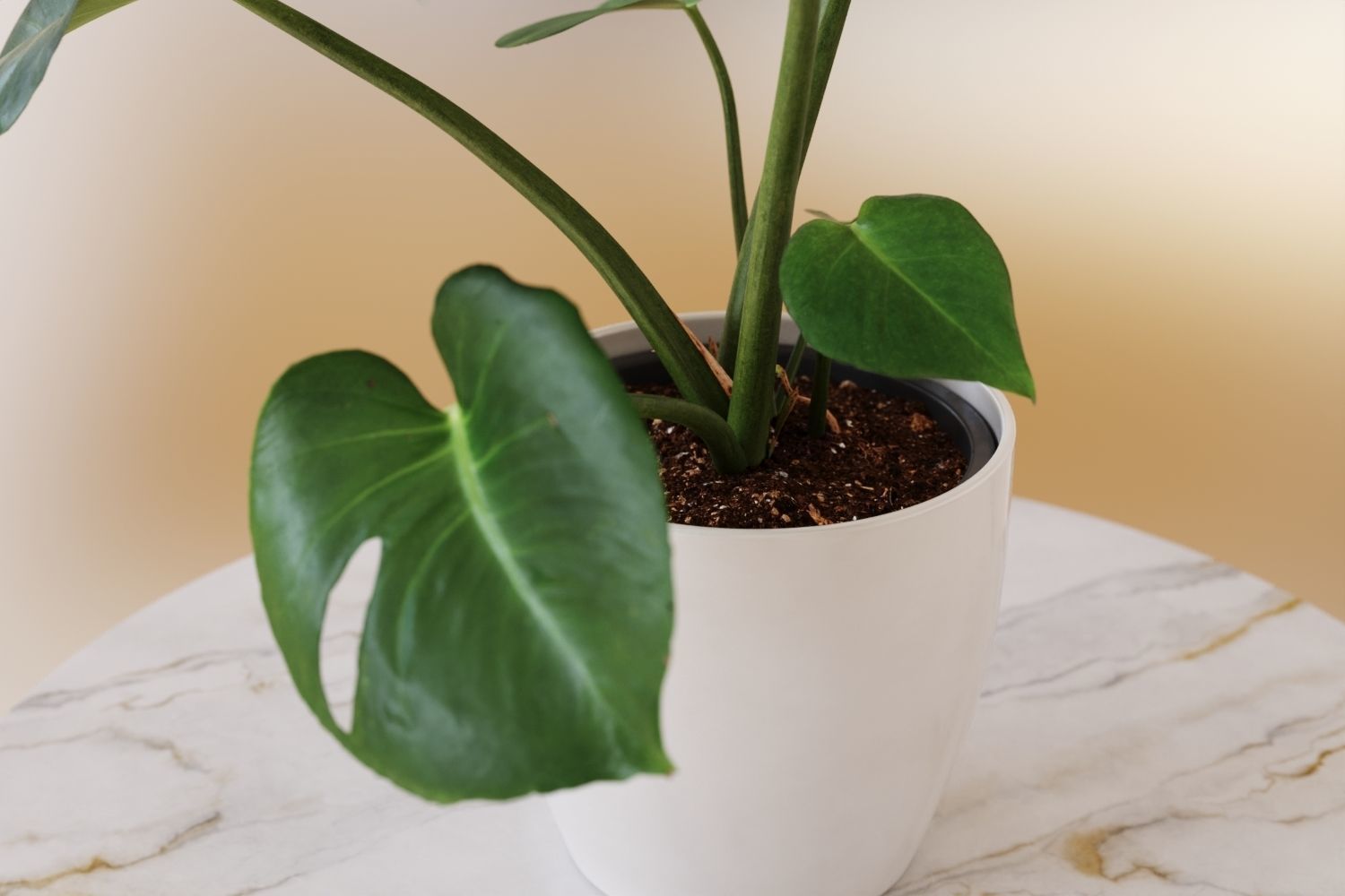 Exotic monstera plant in white pot 3D model_7