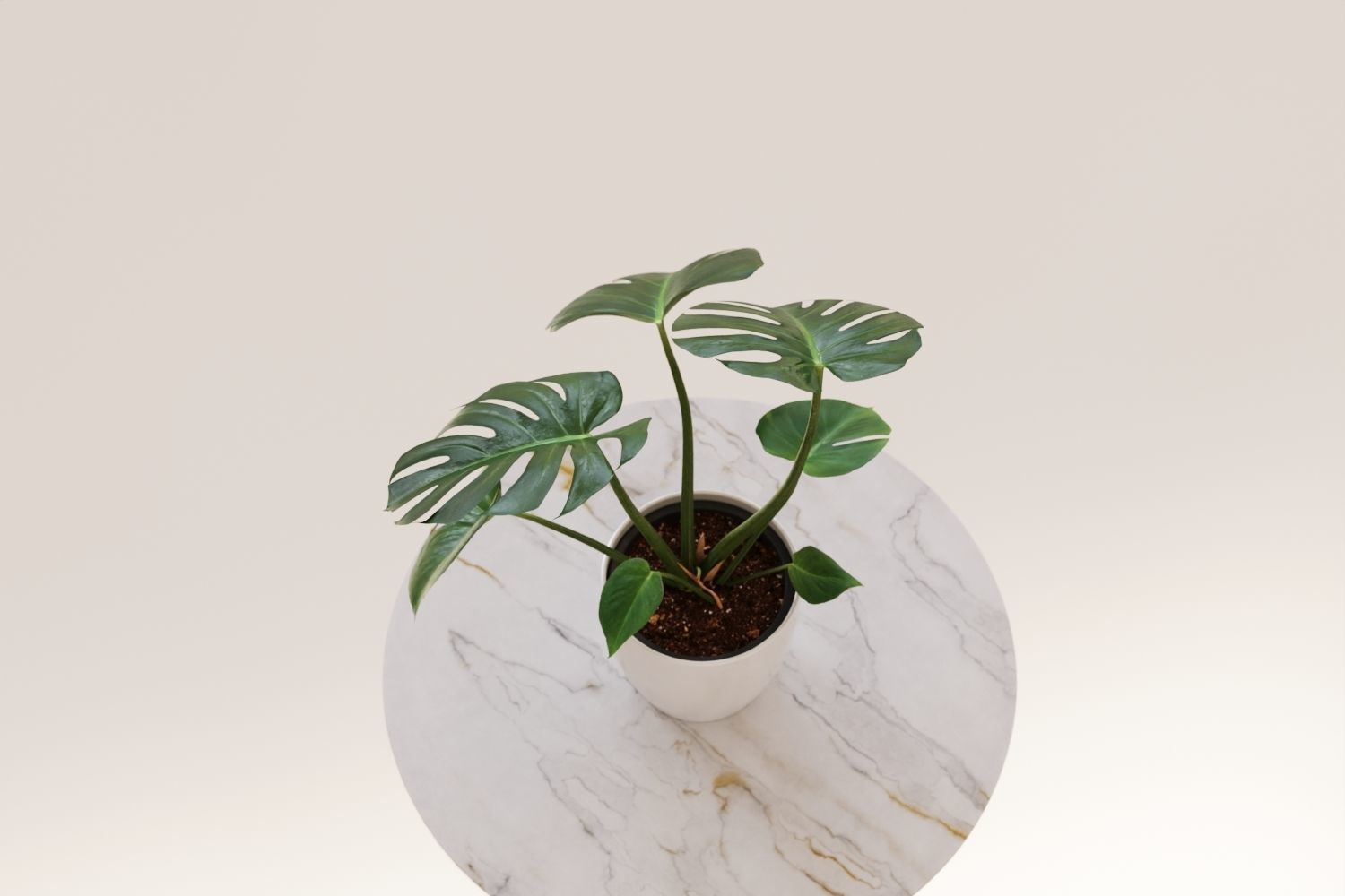 Exotic monstera plant in white pot 3D model_9