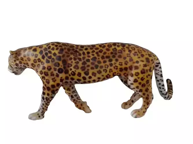 Leopard