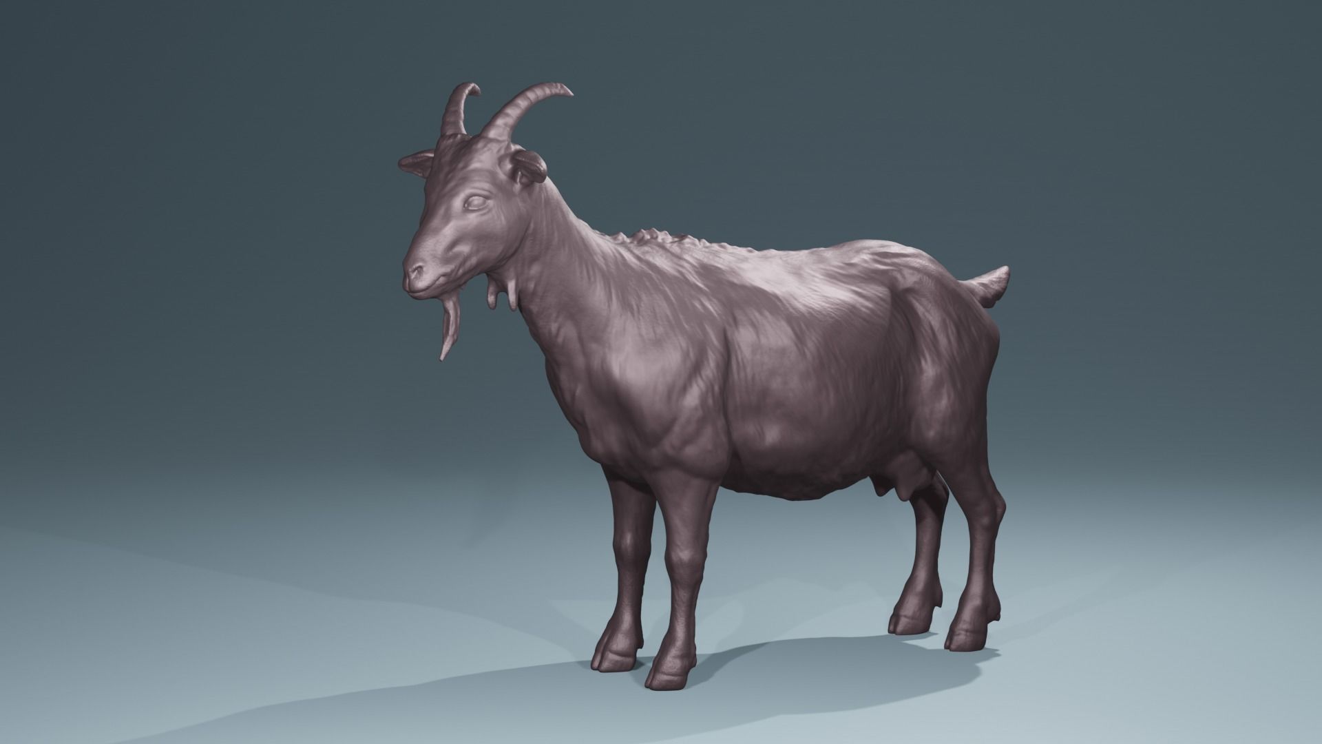 Standing Goat realistic farmanimal for printing  Diorama 3D print model_5