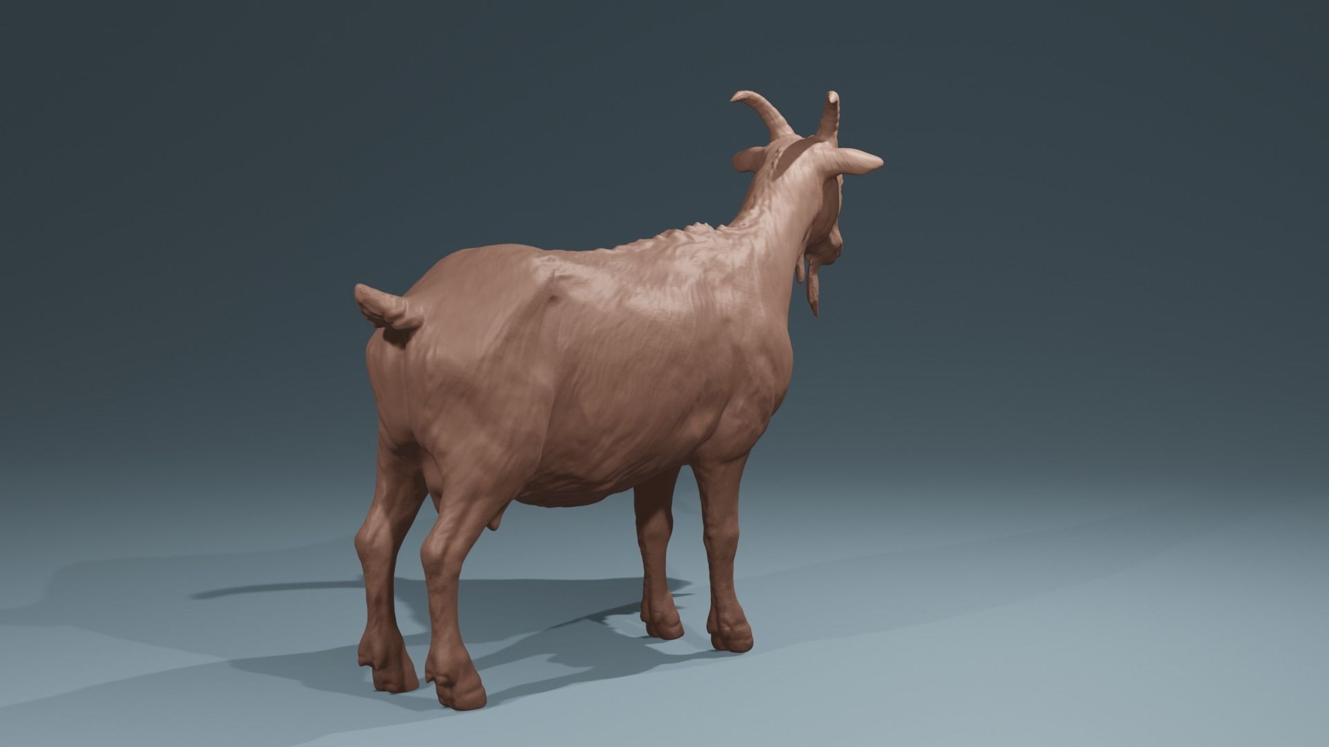 Standing Goat realistic farmanimal for printing  Diorama 3D print model_3