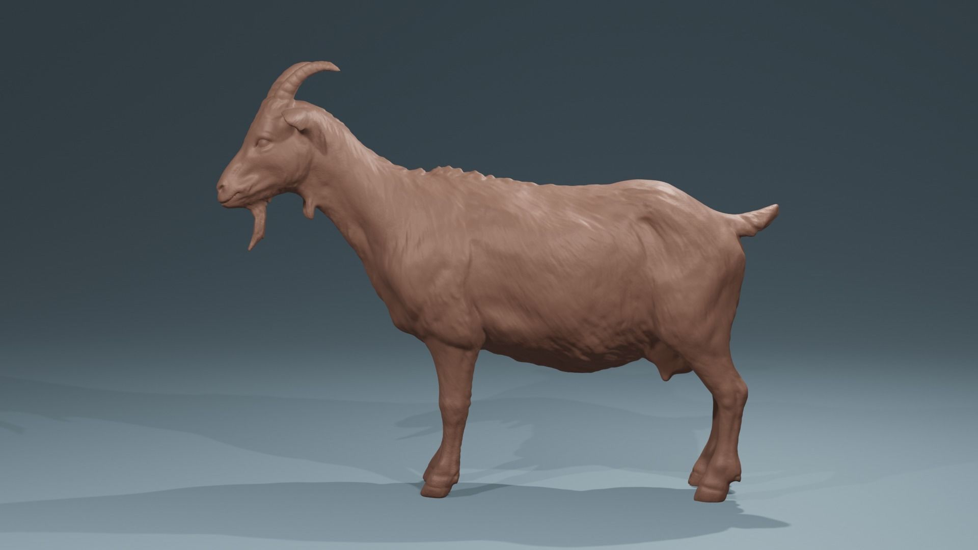 Standing Goat realistic farmanimal for printing  Diorama 3D print model_1