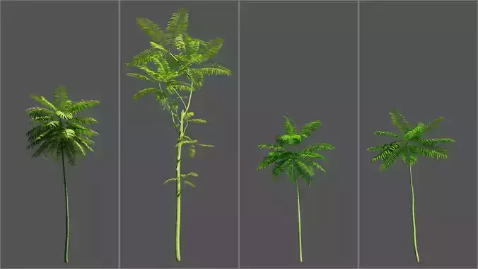 Schizolobium parahyba - Guapuruvu - Pakis Brazil Low-poly 3D model