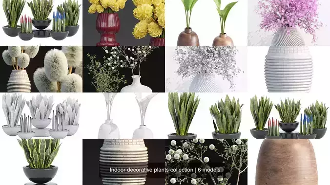 Indoor decorative plants collection