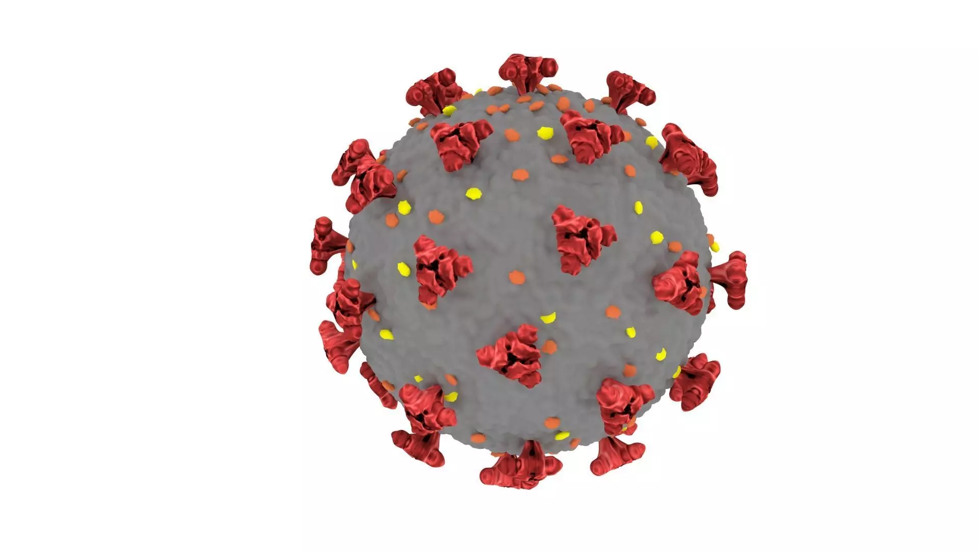 Coronavirus 3D model