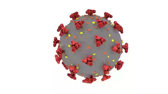 Coronavirus 3D model