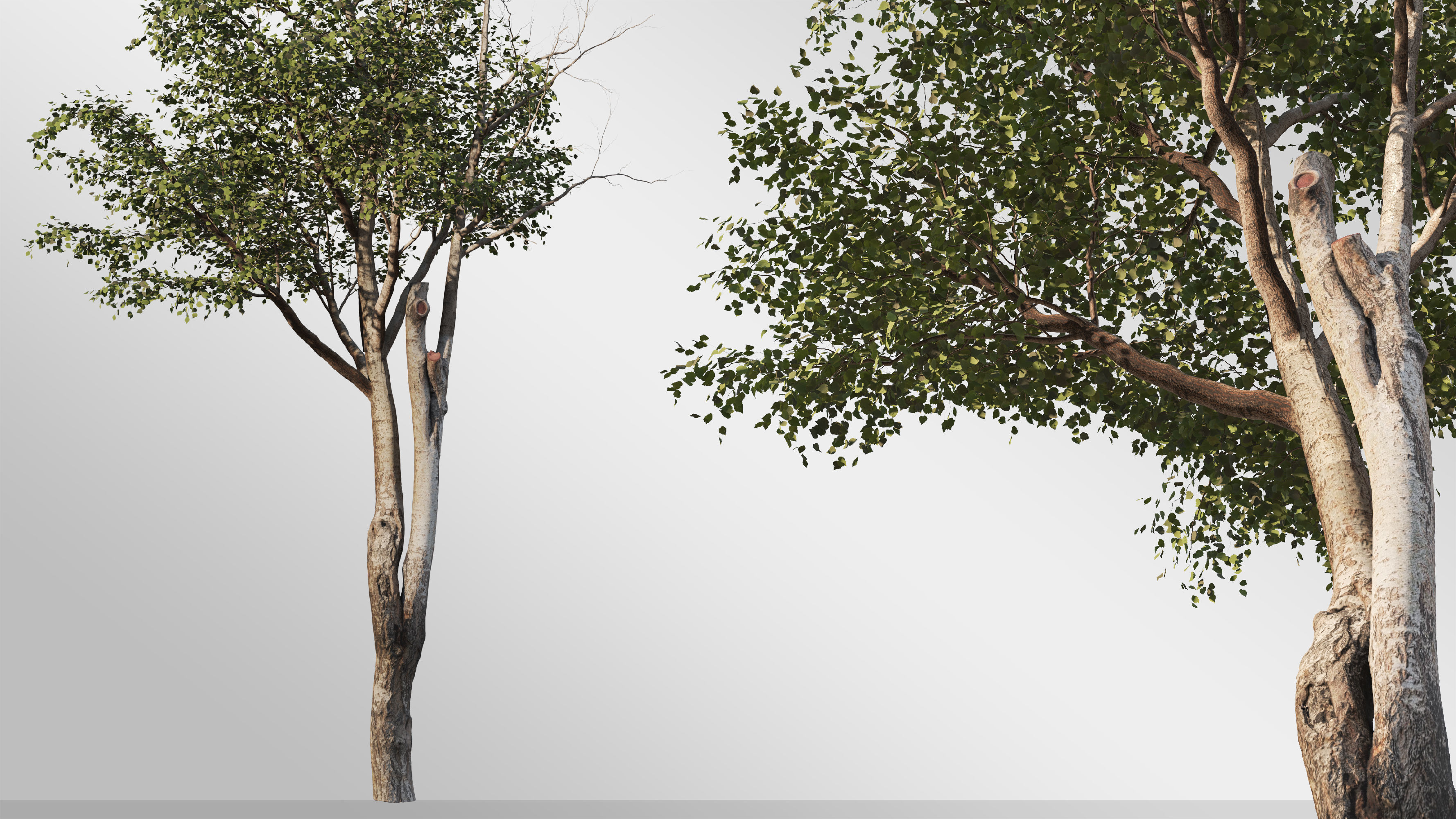 Silver Birch Set-Vol 01 3D model_3