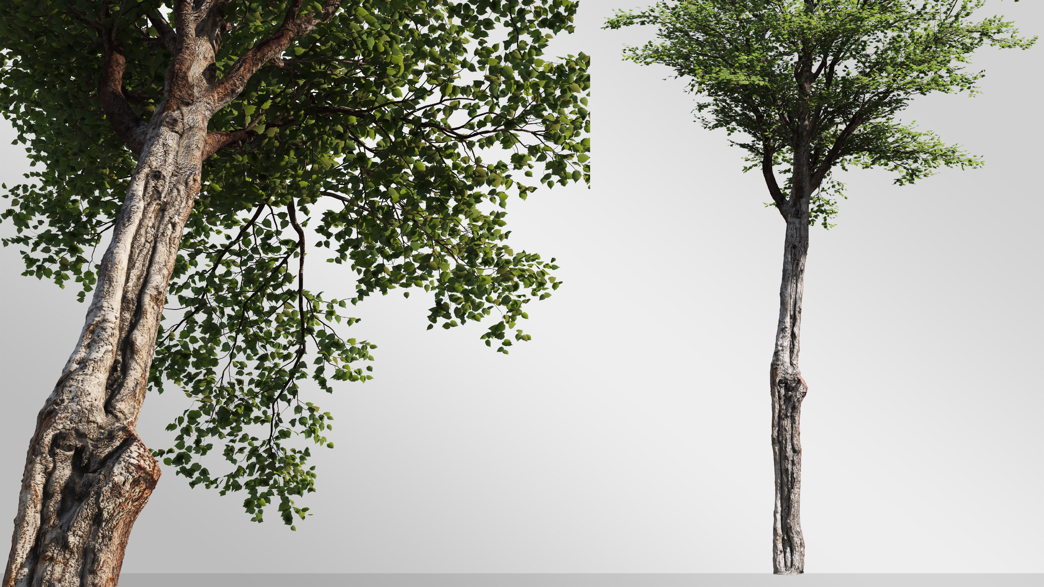Silver Birch Set-Vol 01 3D model_4