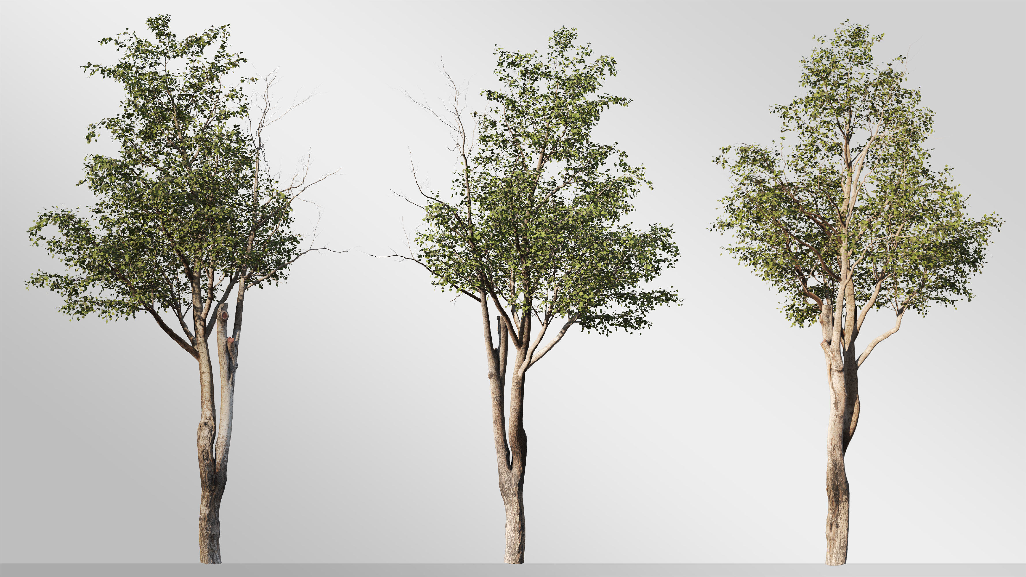 Silver Birch Set-Vol 01 3D model_2