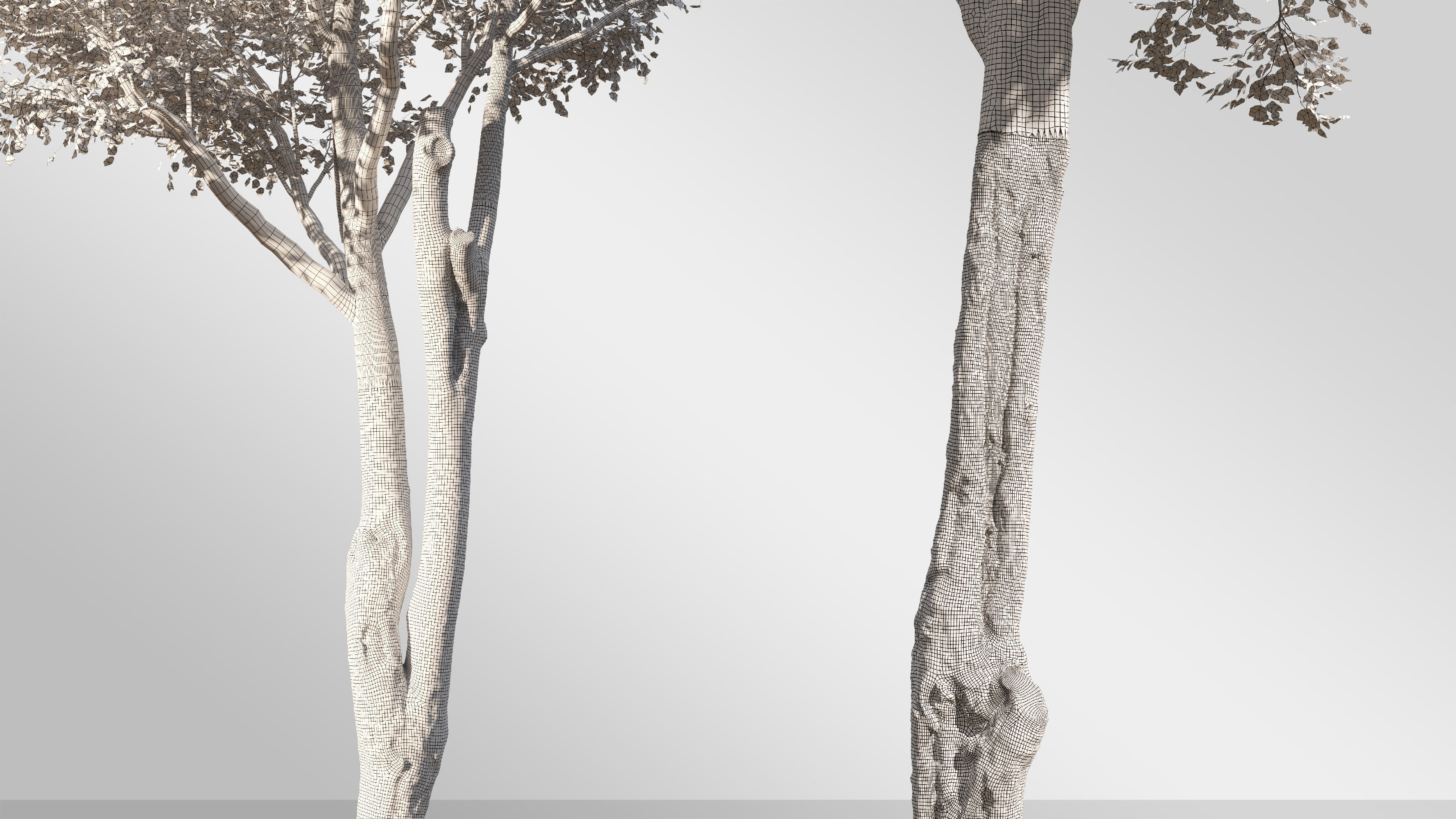 Silver Birch Set-Vol 01 3D model_5