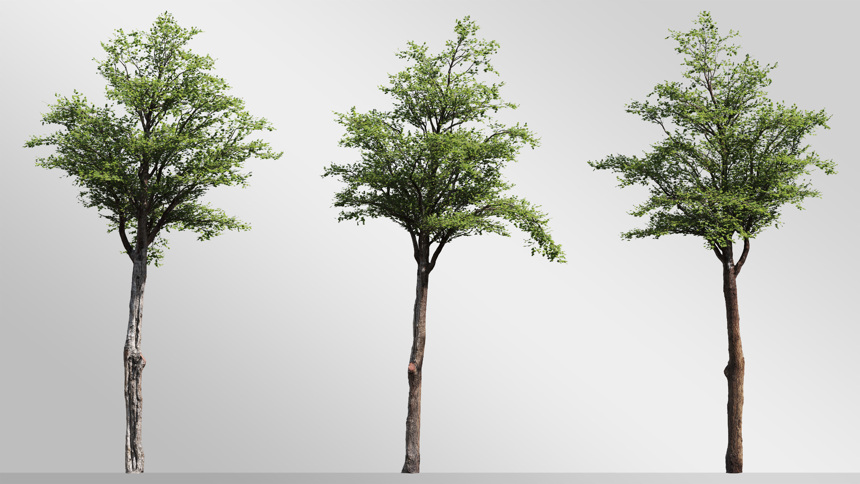Silver Birch Set-Vol 01 3D model_1