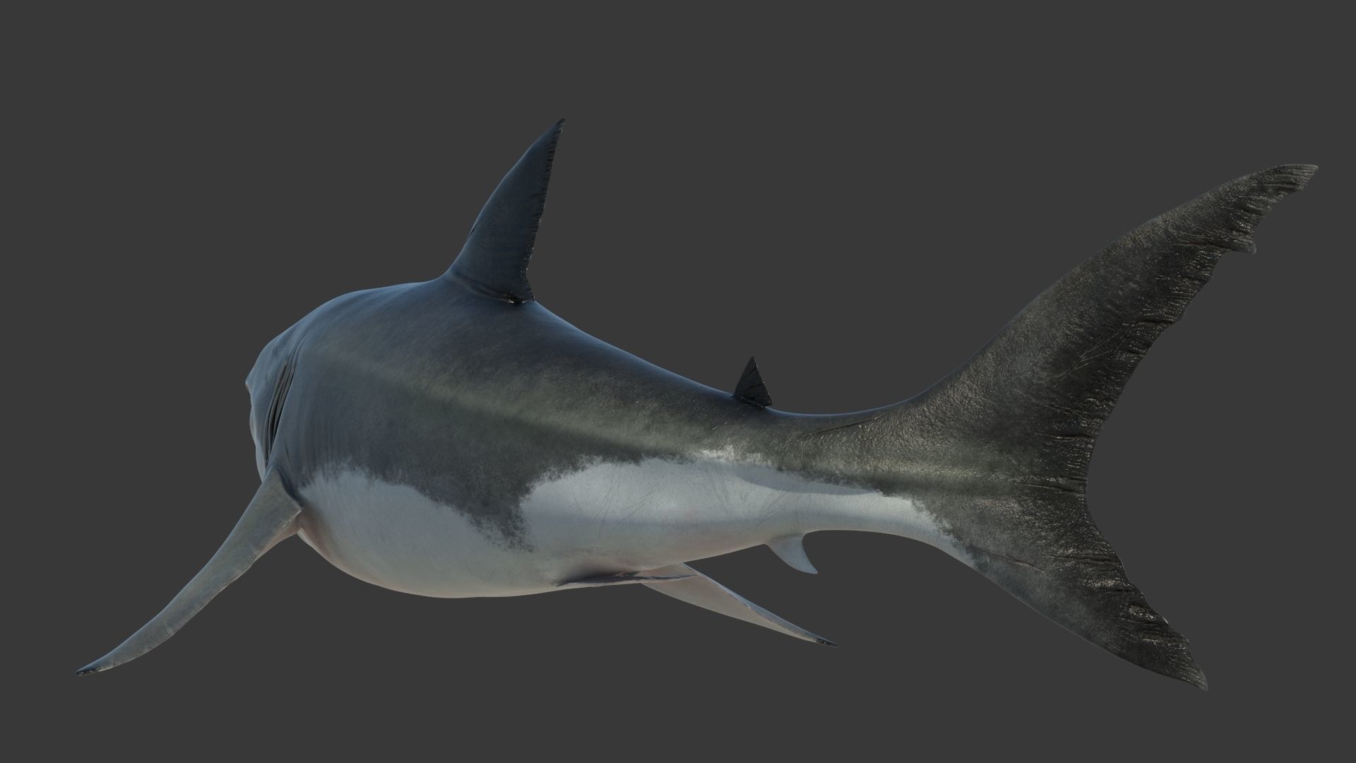 Great Shark White Rigged 3D model_4