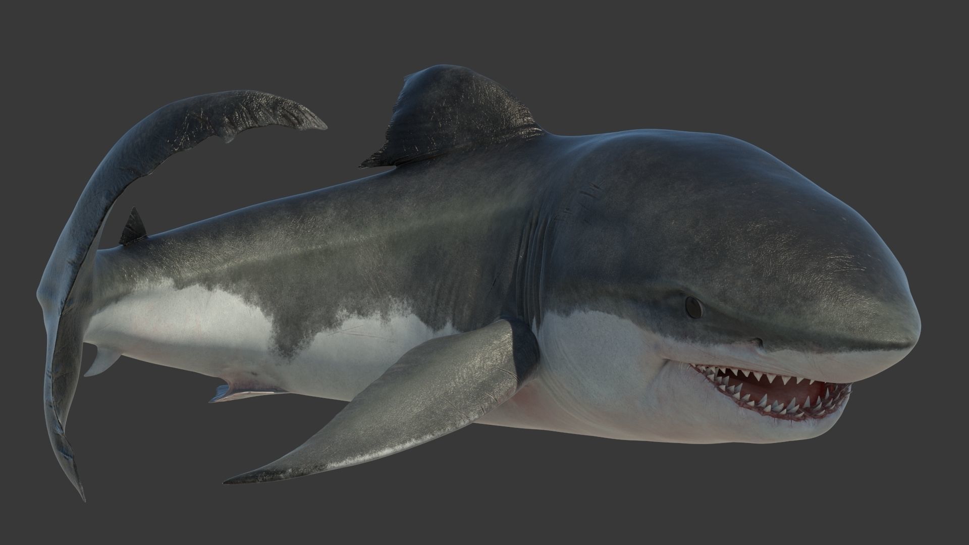 Great Shark White Rigged 3D model_9