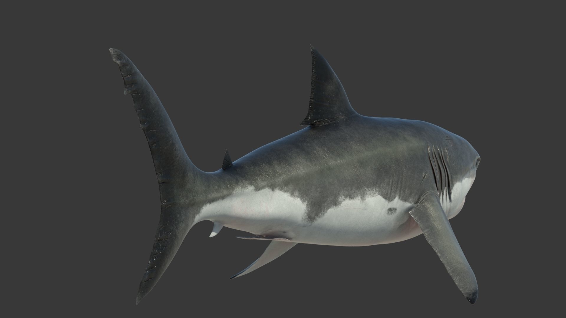 Great Shark White Rigged 3D model_5